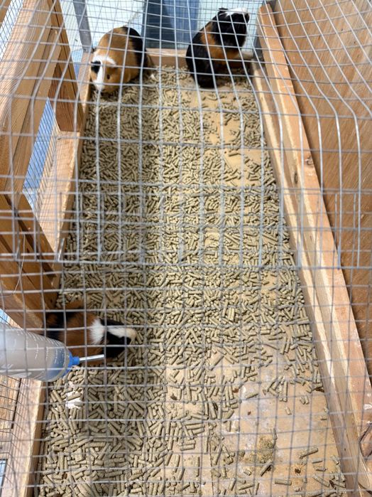 Морская свинка Oylasi sotiladi 1ta para va bolasi 1dona