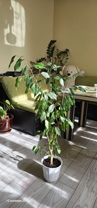 Бенджамин 100 см