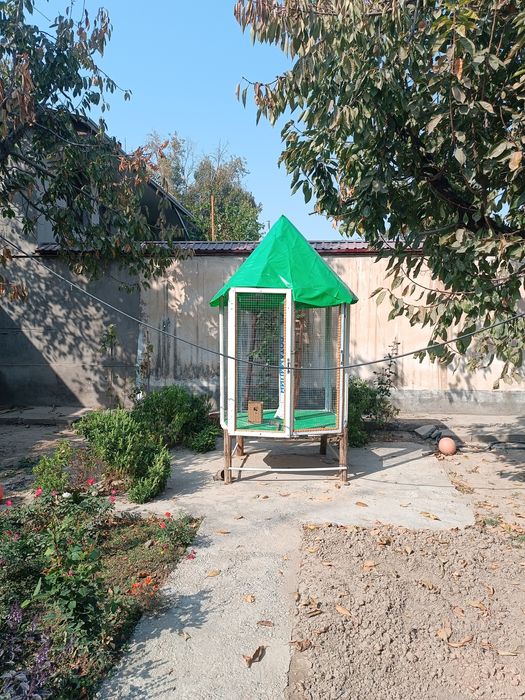 Куш хона , Тути, каптарлар бокиш учун