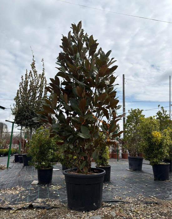 Plante ornamentale de diferite  varietatii