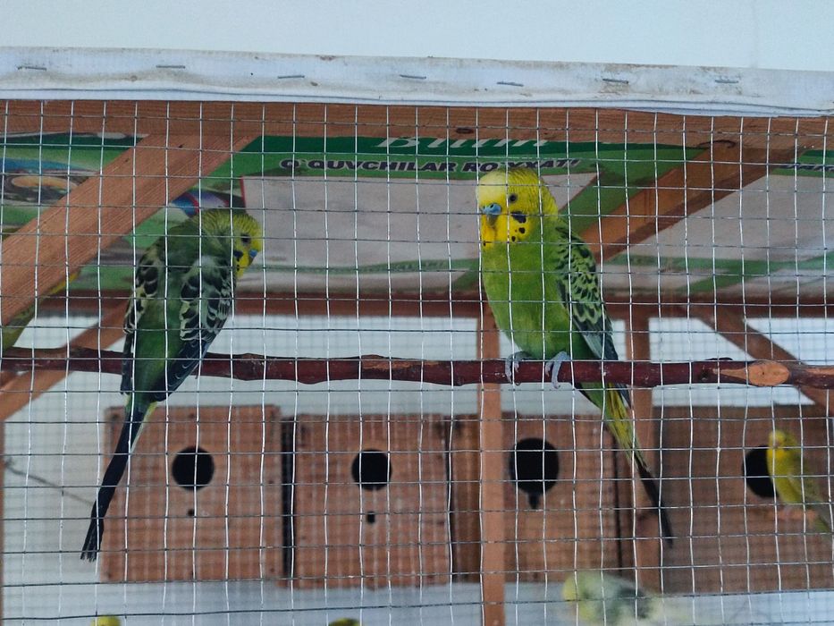 Попугай лап сотилади,ва кафасихам комплект