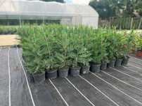 Leylandii 100 cm pentru gard viu