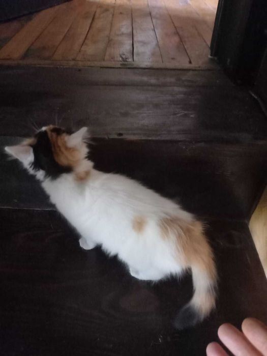 Подарявам 2 женски , домашни котета на 55 дни