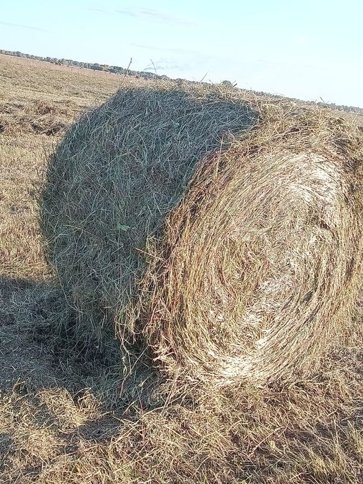 Продам сено луговое