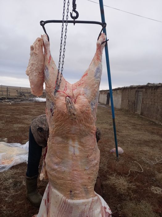 Семіз күздік сатылады