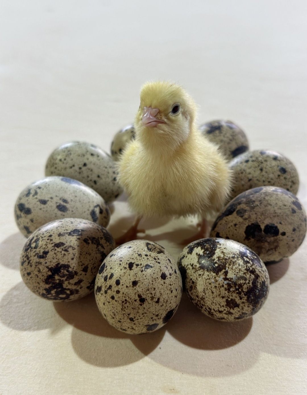 Инкубационное яйцо перепел, порода техас