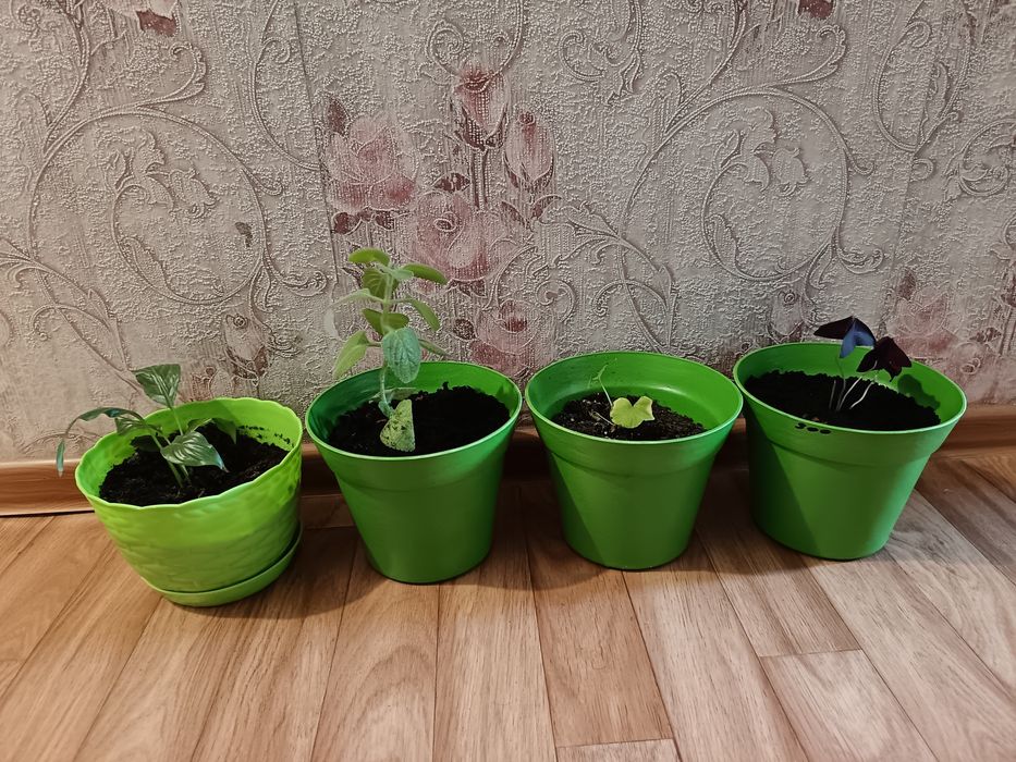 Комнатные растения.