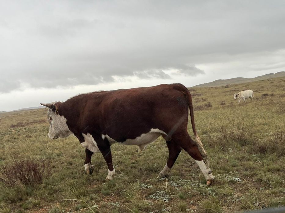 Быки бука патсос