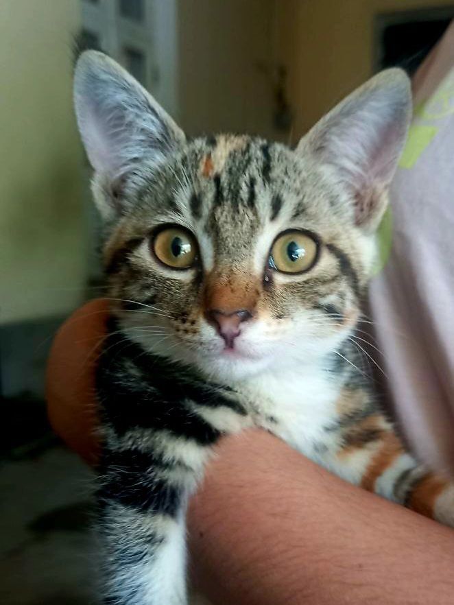 Котенок даром в добрые руки