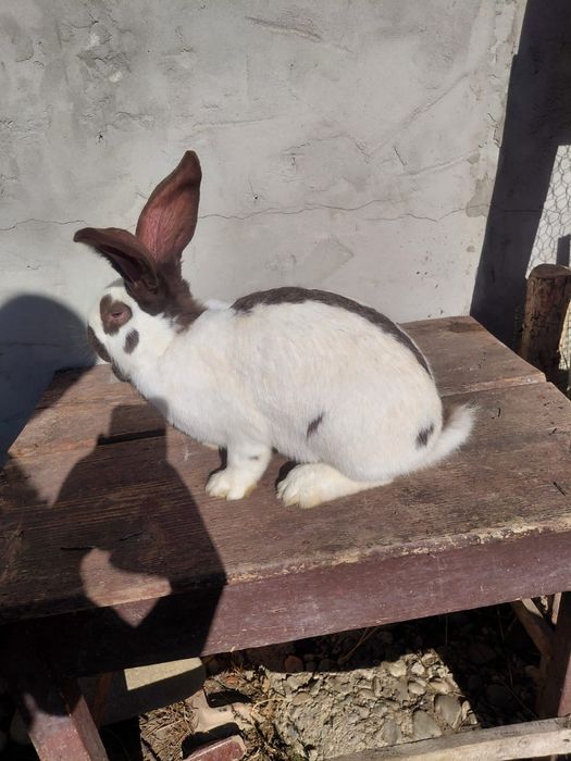 Masculi fluture german 4 luni