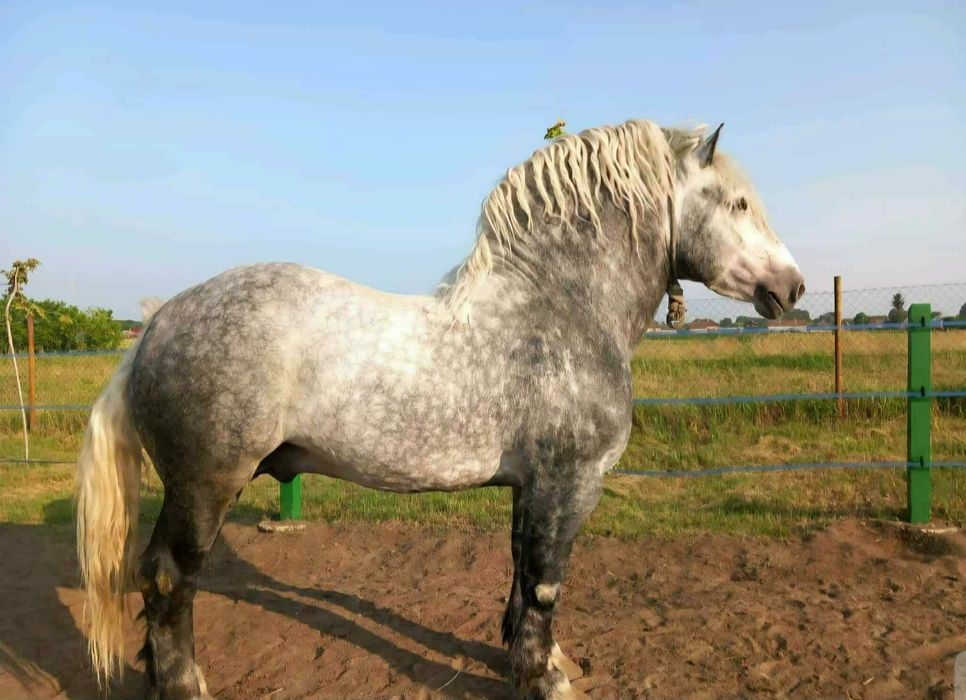 Armasar de reproductie