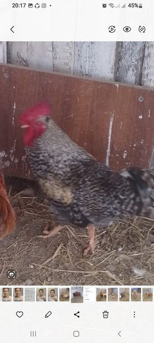 Петух обмен или продам