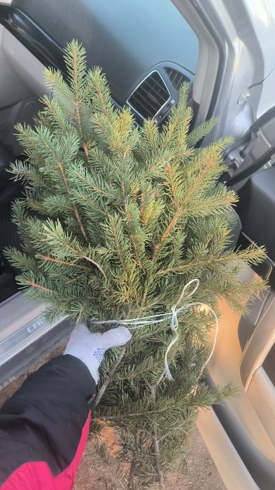 Еловые ветки для декора