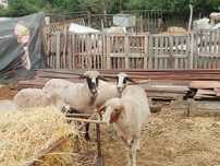 Продавам овце и агнета
