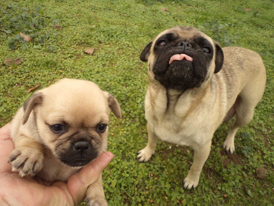 МОПС-бебета-3 броя!!!