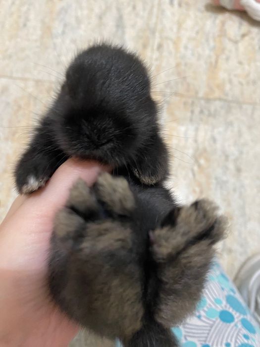 Pui iepuri de companie