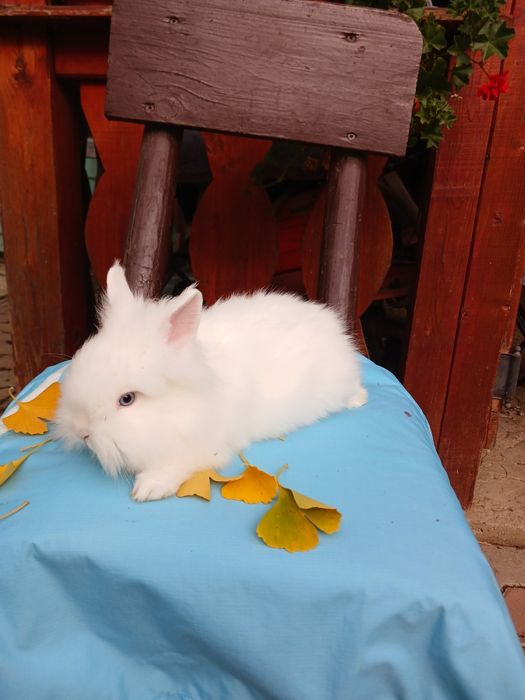 Iepurași Cap de leu cu ochii albaștri