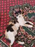 Hadiya qilaman.Bepul