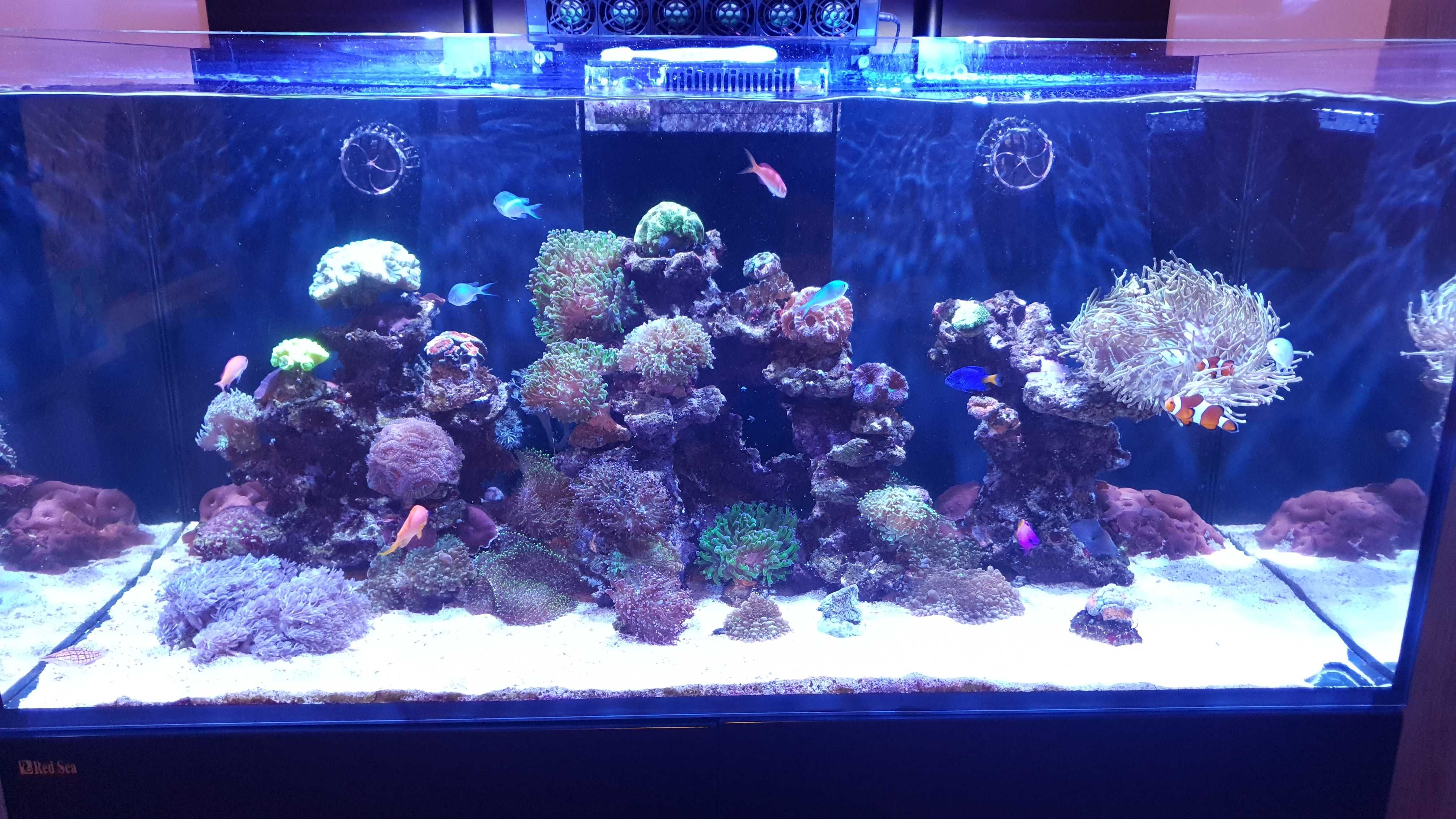 Redsea Reefer 420 xl v1