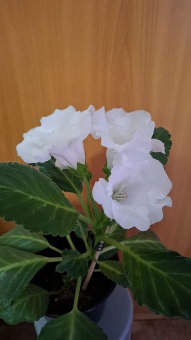 Продам цветущую глоксинию .