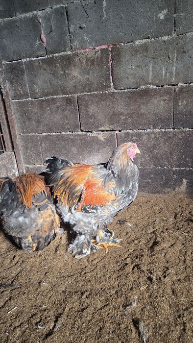 Vand, sau schimb Cocoși Brahma de 5 luni