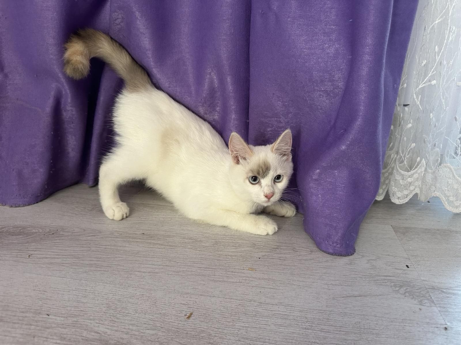 Котенце момиченце със сини очи