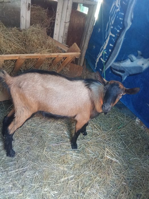 Vând un țap de alpin francez 7 luni original