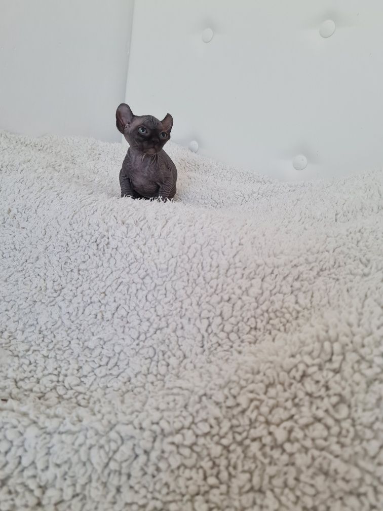 Pisicuta sphynx femela