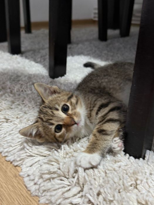 Donez 2 pui pisica,băiețel si fetiță