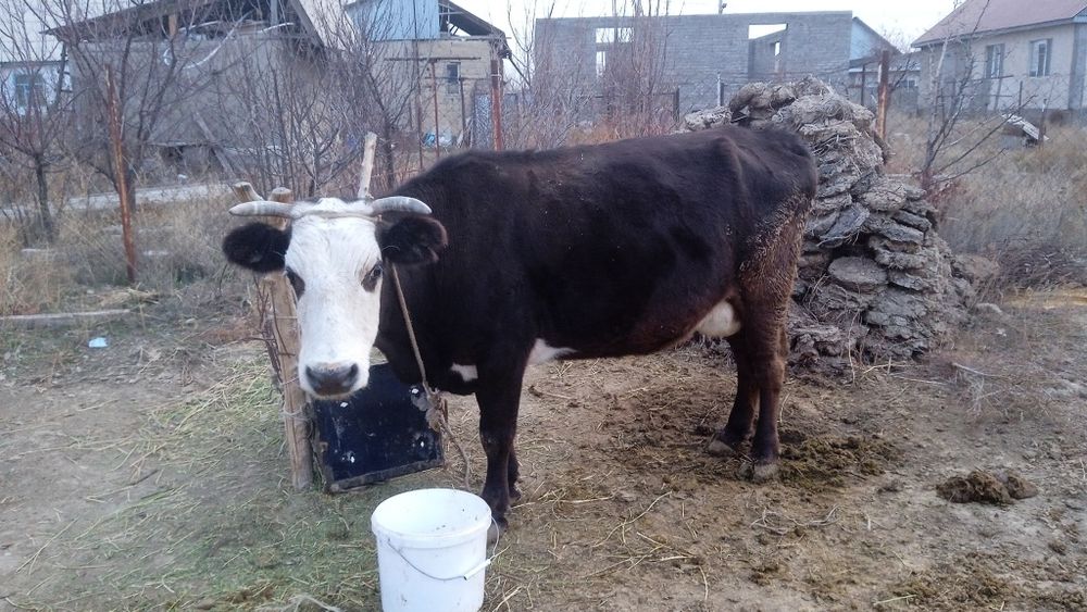 Сауынды сиыр сатылады