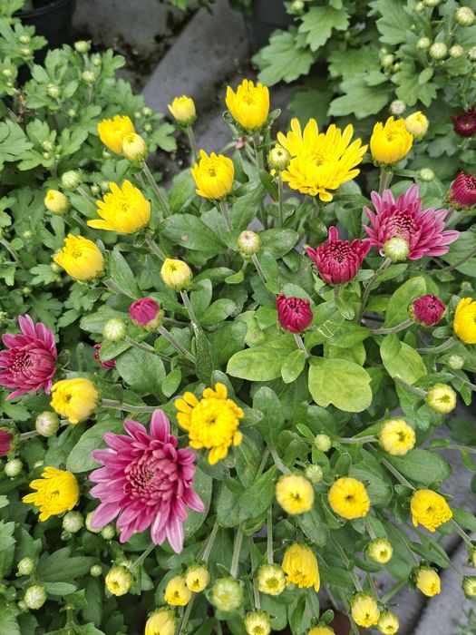 Vând crizanteme diverse culori