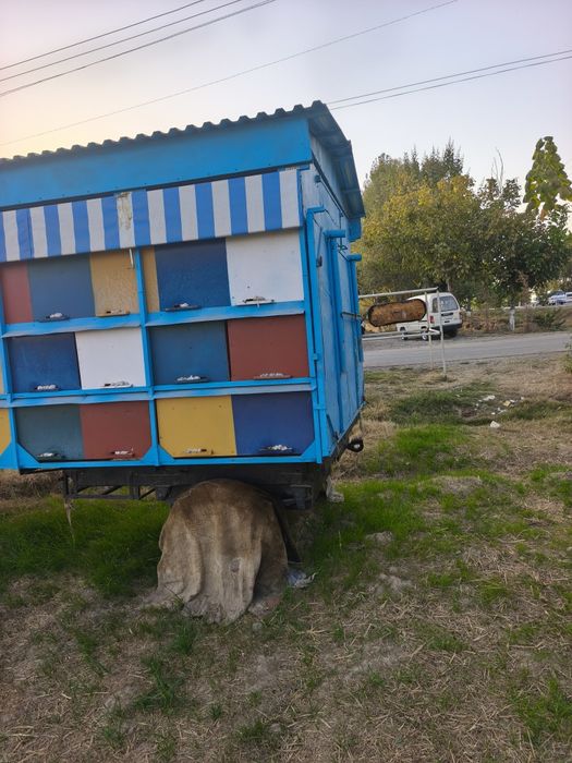 Asalari vagon sotiladi