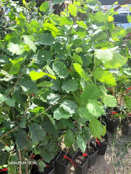 Alun micorizat cu trufe negre in ghiveci 100-120 cm