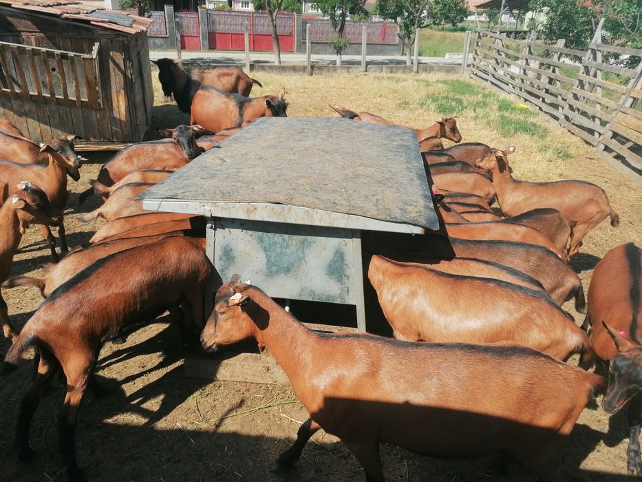 Disponibil (de vanzare) 10 femele nascute in 2025.01-02.