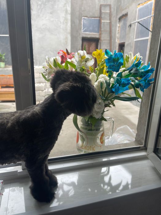 Отдам в добрые руки шотландскую вислоухую кошечку (трихколор)