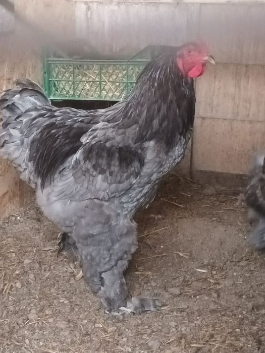 Pereche Brahma albastru!