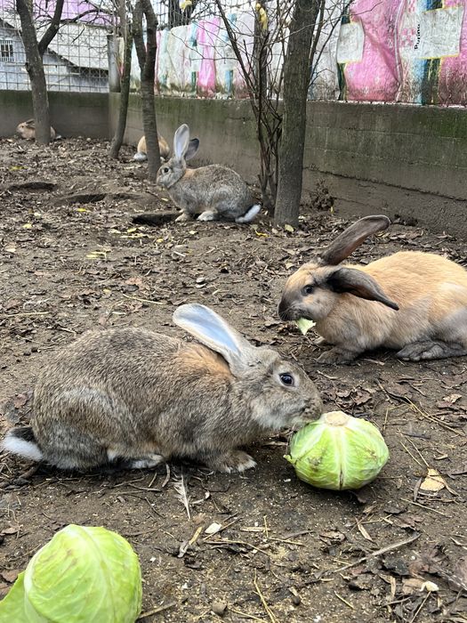 Iepuri Urias german berbec german