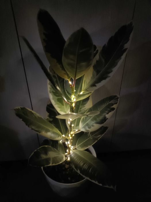 Ficus în degrade cu leduri luminoase