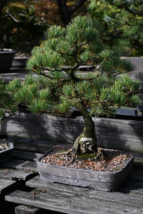 Bonsai Pin alb japonez , vas original japonez