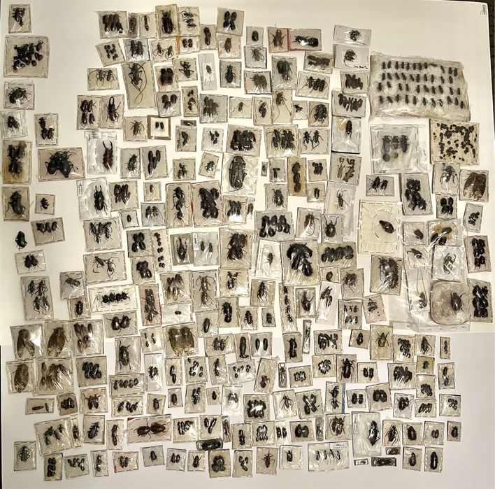 Видове насекоми бръмбари колекция