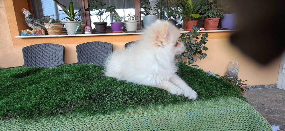 Померанчета  тип топ