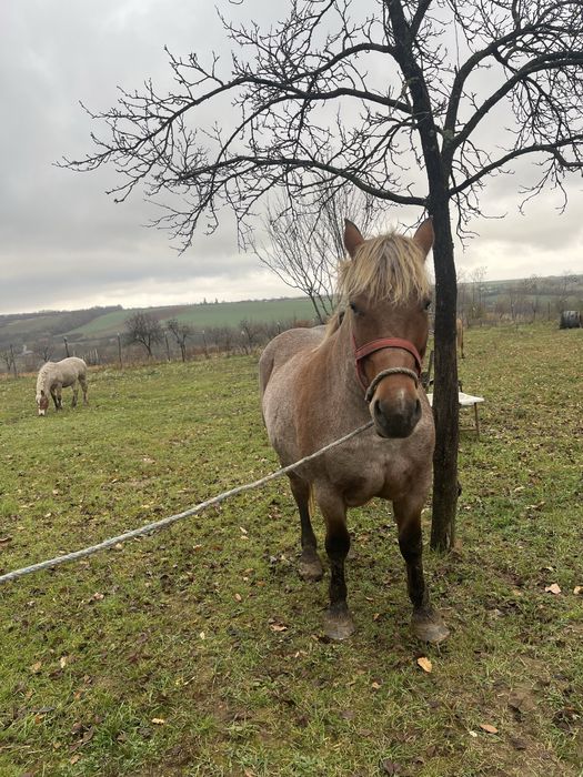 Vand Iapa de 4 anii !!