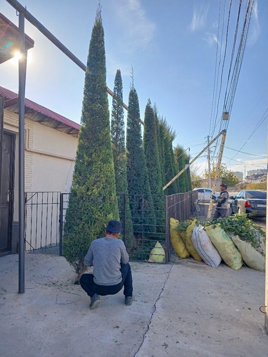 Archa kesish, va Gazon ekish