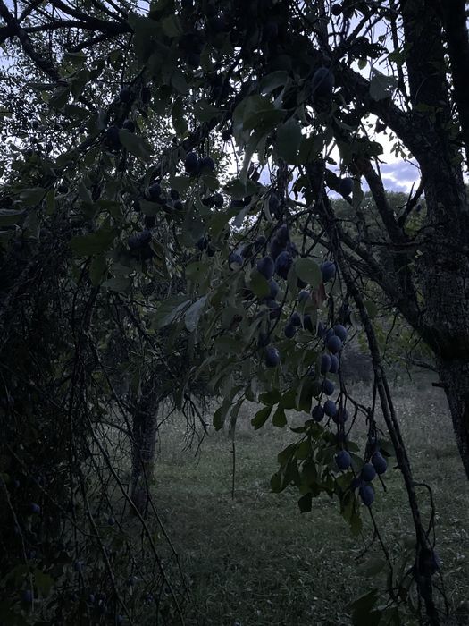 Vând prune bistrițe, Județul Sălaj !!