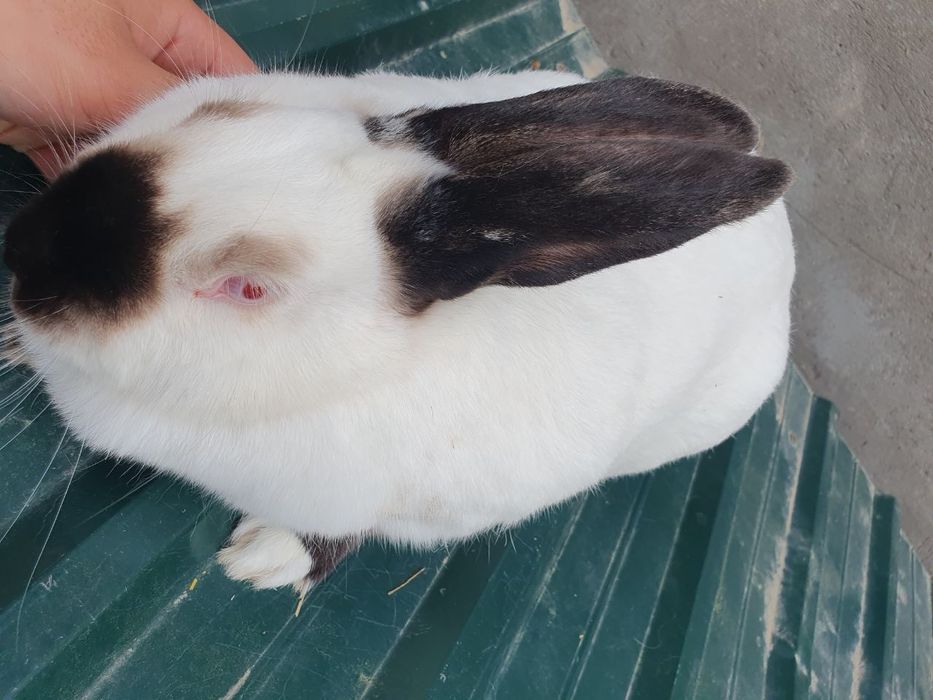 Kaliforniya quyonlar/ калифорнийские кролики