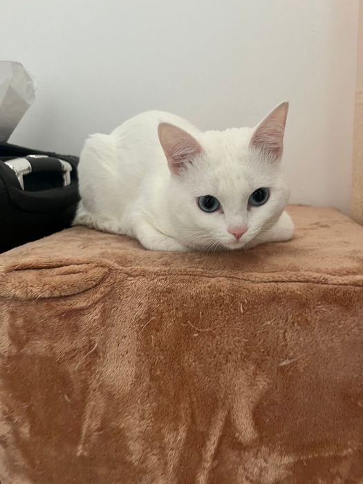 Отдам кота в хорошие руки