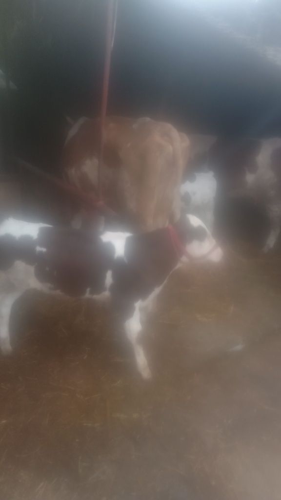 Vaci de rasa bălțate românești