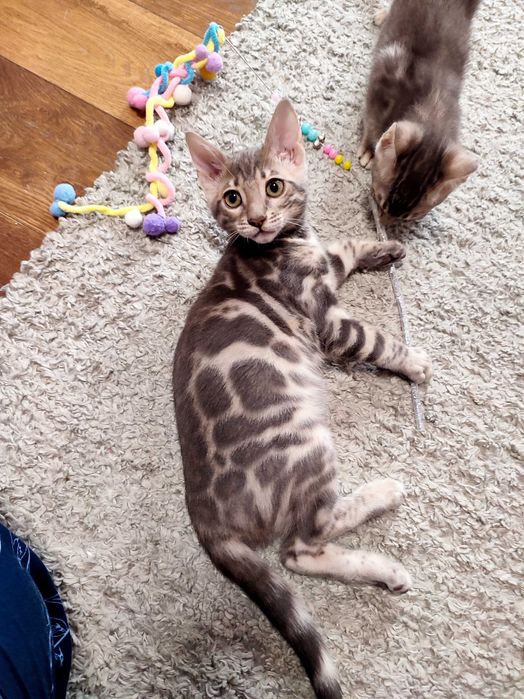 Pisica bengal cu pedigree/Felisa înregistrata