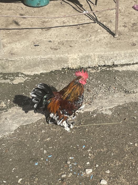 gaini pitice mii de flori familie , sunati pentru mai mulye detalii