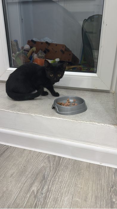 Котенок крысалов